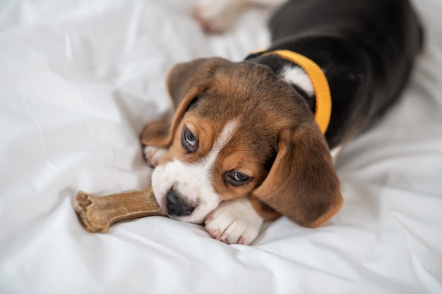 Süßer Welpe. Ein süßer Beagle-Welpe, der auf dem Bett liegt und süß aussieht