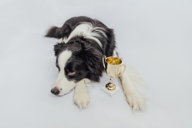 Süßer Welpe Hund Border Collie liegend mit Gold Champion Trophy Cup isoliert auf weißem Hintergrund Gewinner