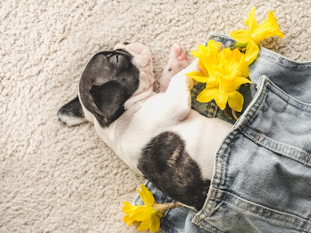 Süßer Welpe und ein Strauß leuchtender Blumen