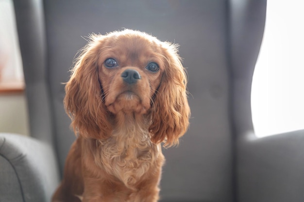 Süßer Welpe von Cavalier Spaniel, der auf dem Stuhl sitzt