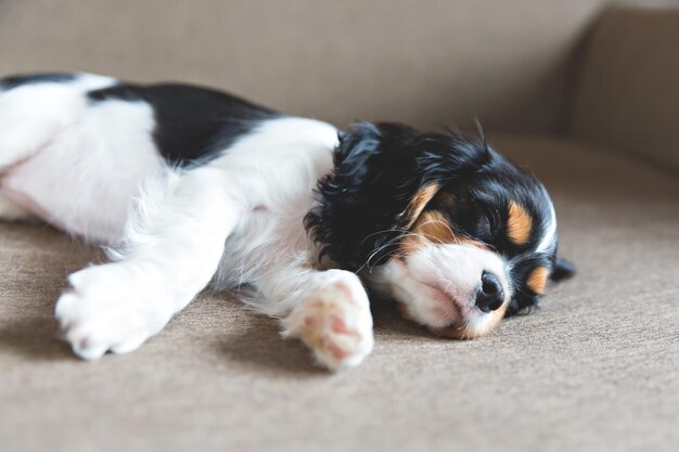 Süßer Welpe von Cavalier Spaniel, der auf einem Sofa schläft