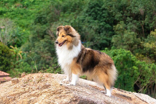 Foto süßer zobel-shetland-schäferhund