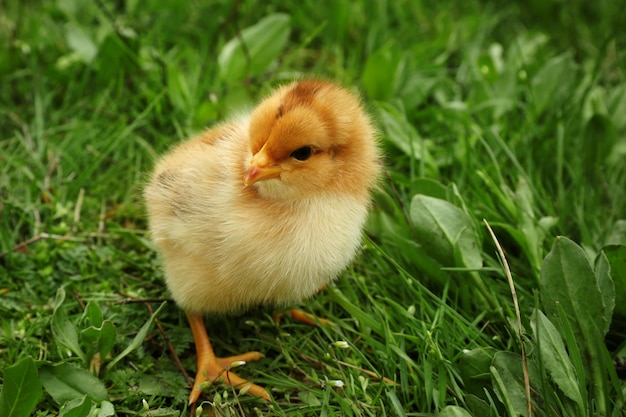 Süßes Baby-Küken im grünen Gras