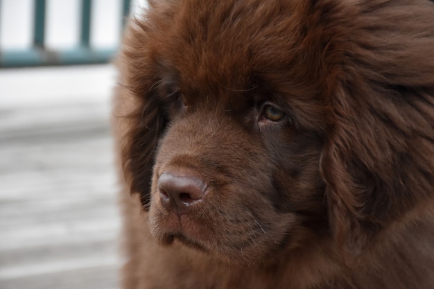 Süßes braunes Newfie-Hündchen mit rosa Nase