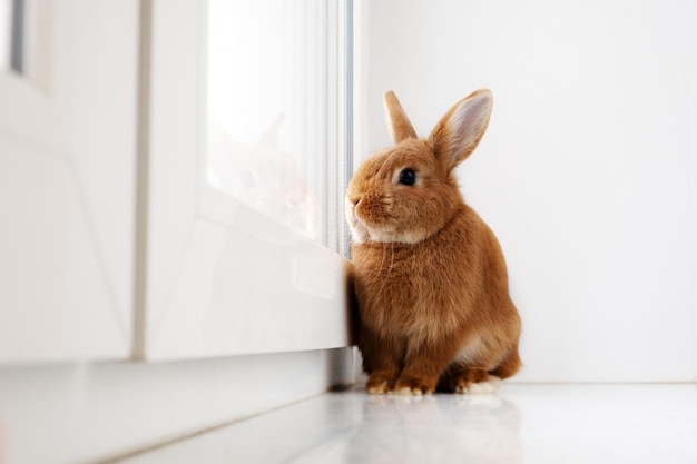 Süßes braunes rotes Hasenkaninchen, das drinnen auf der Fensterbank sitzt und durch ein großes Fenster blickt Entzückendes kleines Haustier zu Hause