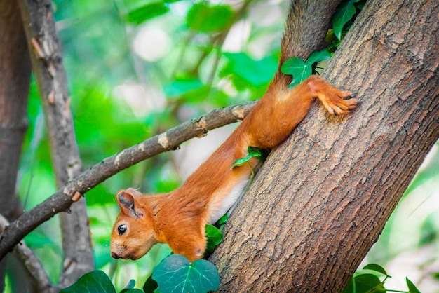 süßes Eichhörnchen auf einem Baum