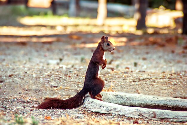 Süßes Eichhörnchen im Park