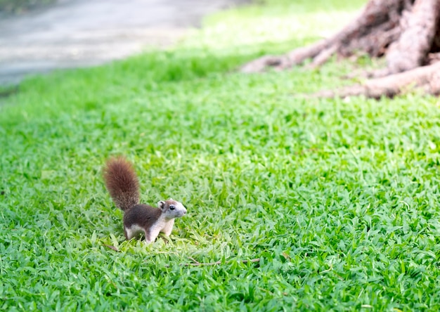 süßes Eichhörnchen