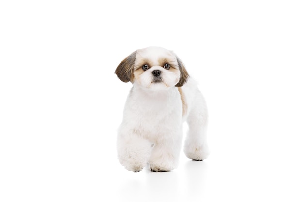 Süßes, entzückendes Haustier, kleiner reinrassiger Shih Tzu-Hund, der ruhig isoliert auf weißem Studio-Hintergrund spazieren geht