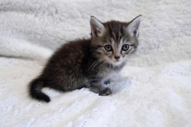 süßes, flauschiges Kätzchen schaut in die Kamera. Tabby-Kätzchen