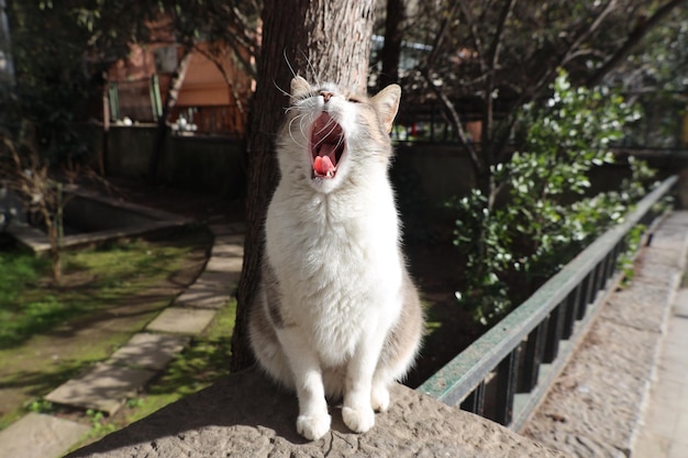 süßes gähnendes streunendes Katzenfoto.