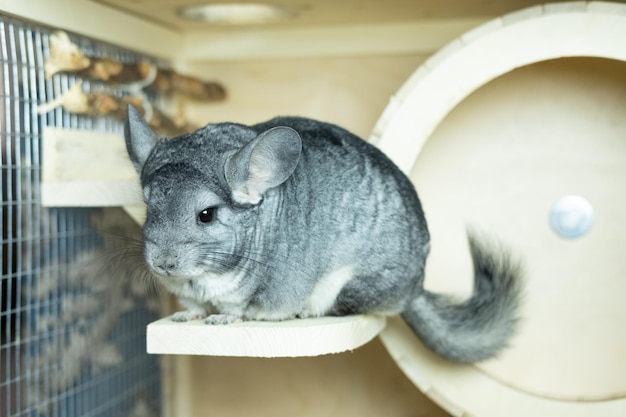 Süßes graues Chinchilla, das in seinem Käfig sitzt und neugierig nach dem Konzept des Haustierlebensstils schaut