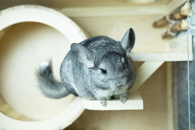 Süßes graues Chinchilla, das in seinem Käfig sitzt und neugierig nach dem Konzept des Haustierlebensstils schaut