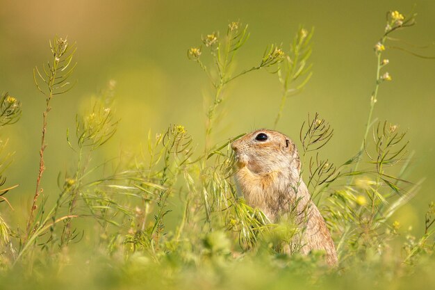 Süßes Grundeichhörnchen Spermophilus pygmaeus frisst das Gras