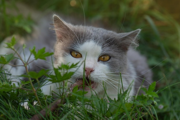 Süßes Haustier im Freien nagt Zweig auf grünem Gras Vitamingrünes Gras für Katzen