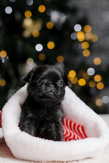 Süßes Hündchen Griffon schläft in Weihnachtsmütze. Bokeh-Hintergrund des Baums des neuen Jahres. Kleines lustiges Gesicht. C