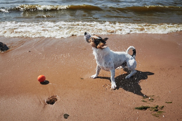 Süßes Hundespiel mit orangefarbenem Ballspielzeug am Strand