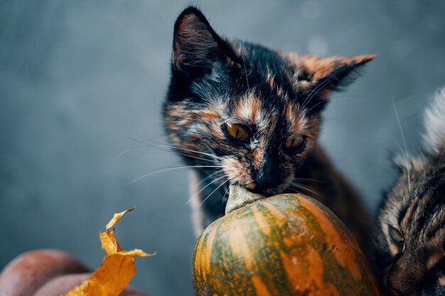 Süßes Kätzchen knabbert am Stiel eines bunten Kürbisses neben einer großen flauschigen Katze, die an einem Pum schnüffelt...