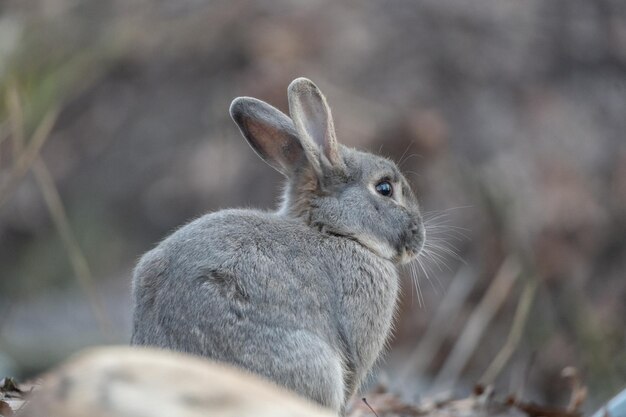 Süßes Kaninchen, das die Natur genießt