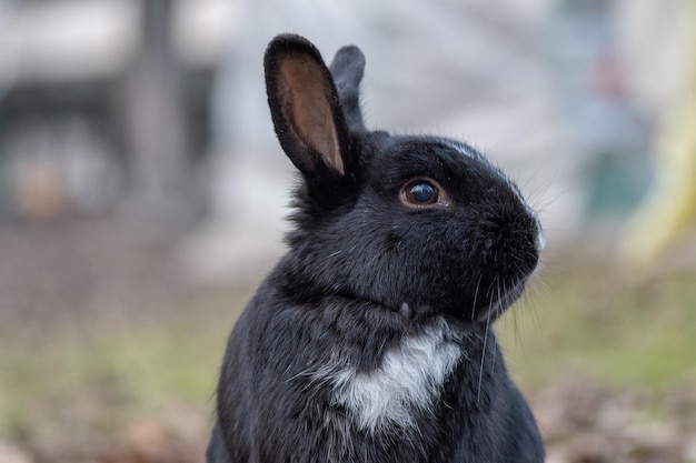 Süßes Kaninchen, das die Natur genießt