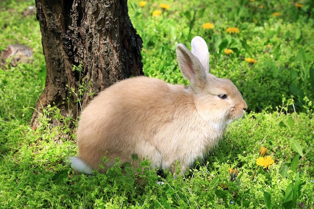 Süßes Kaninchen im Freien