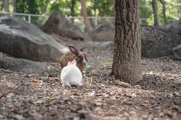 Süßes Kaninchen im Wat Pra Putthabat Phu Kwai Ngoen im Bezirk Chiang Khan Loei thailand hautnah. Chiang Khan Kaninchentempel oder Wat Pra Putthabat Phu Kwai Ngoen