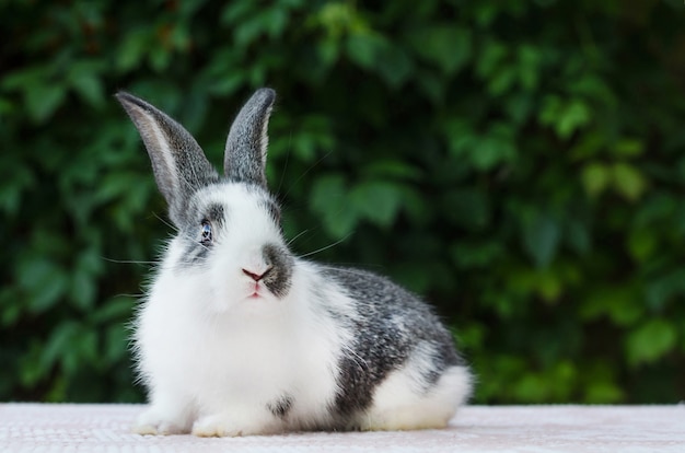 Süßes kleines flauschiges Kaninchen. Hase ist Ostersymbol.