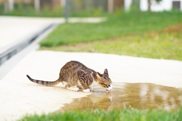 Süßes kleines graues obdachloses streunendes Katzenkätzchen, das im Sommer aus einer Wasserpfütze im Freien trinktCopyspace