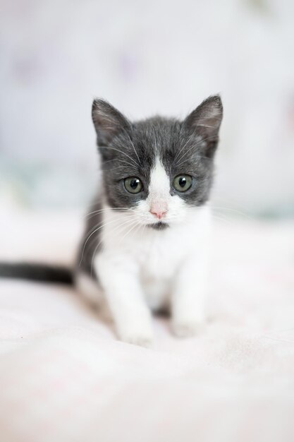 Foto süßes kleines graues und weißes kätzchen sitzt auf dem sofa. junge süße kleine katze zu hause. süßes lustiges zuhause