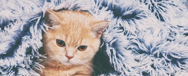 Süßes kleines rotes Kätzchen, das unter der weichen, warmen blauen Decke hervorschaut