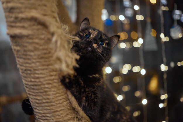 Süßes kleines Tabby-Kätzchen, das sich zufrieden an einen kratzenden neuen Seilpfosten lehnt und auf die Ca...