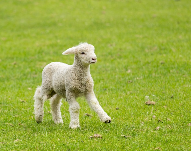 Süßes Lamm auf der Wiese in Neuseeland