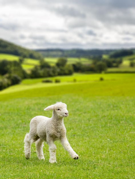 Süßes Lamm auf der Wiese in Wales oder Yorkshire Dales