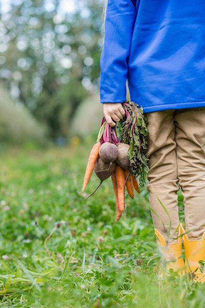 Süßes Mädchen, das Karotten und Rüben in den Händen hält, nur um im Garten zu sammeln Frisch geerntetes Gemüse