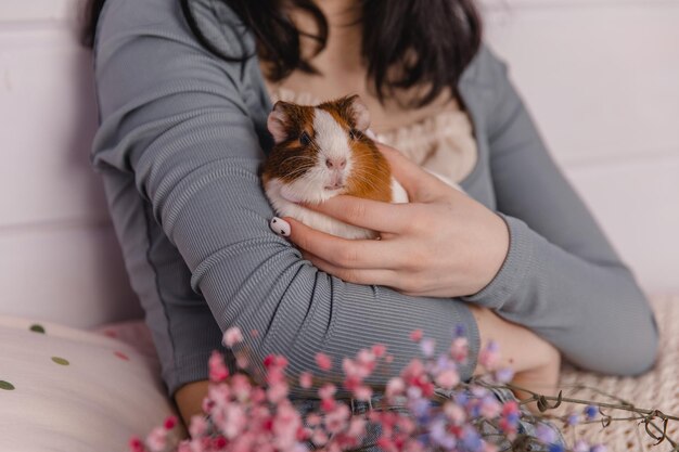 Süßes Meerschweinchen in den Armen des Mädchens Kinder- und Tierkonzept