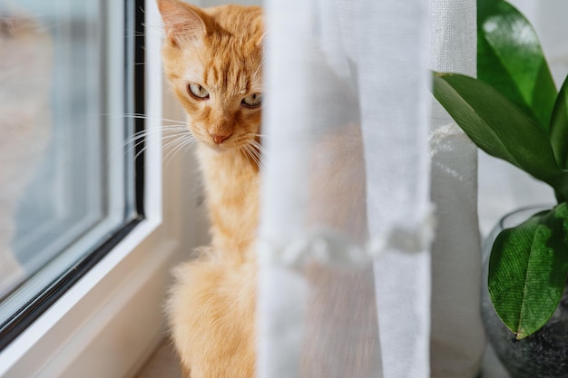 Süßes, nachdenkliches Ingwerkätzchen sitzt am Fenster