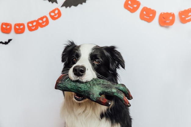 Süßes oder Saures Konzept Lustiger Hündchen-Border-Collie, der eine gruselige und gruselige Zombiehand im Mund hält o