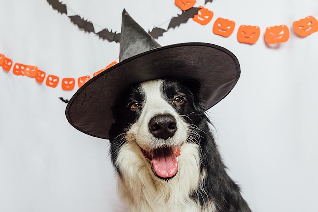 Süßes oder Saures Konzept lustiger Hündchen-Border-Collie in Halloween-Hut Hexenkostüm beängstigend an