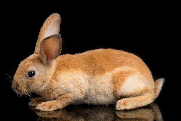 Süßes orange-braunes Rex-Kaninchen