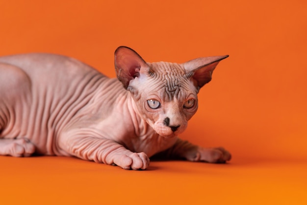 Süßes reinrassiges zweifarbiges Sphynx-Kätzchen Schokoladenerz und Weiß mit blauen Augen auf orangefarbenem Hintergrund