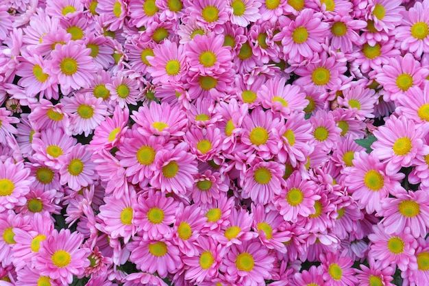 Süßes rosa Gänseblümchen blüht Blumenstraußhintergrund.