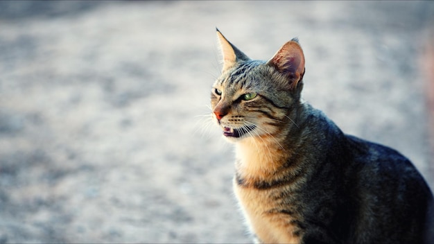 Süßes Säugetier-Tierhaustier-nettes Katzen-Foto