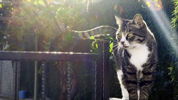 Süßes Säugetier-Tierhaustier-nettes Katzen-Foto