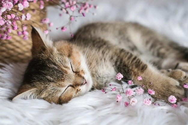 Süßes schottisches Straight-Breed-Kätzchen schläft süß auf einer weißen Decke
