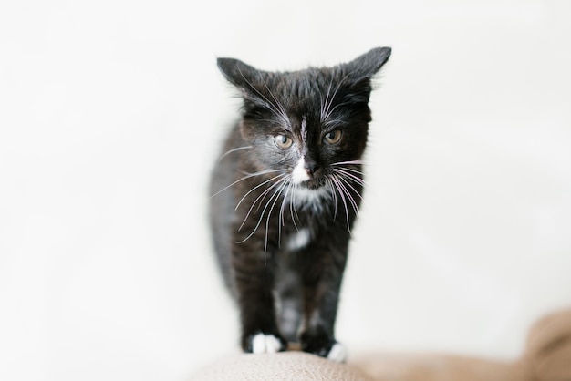 Süßes Schwarzes mit weißen Flecken, kleine Katze schob seine Ohren zurück und bereitet sich auf einen Angriff vor