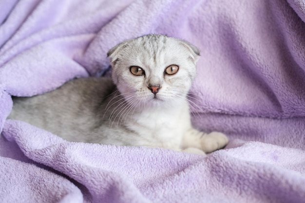 Süßes Scottish Fold-Kätzchen auf einem lila Plaid Eine kleine Katze sitzt auf einer Decke und schaut auf die Kamera