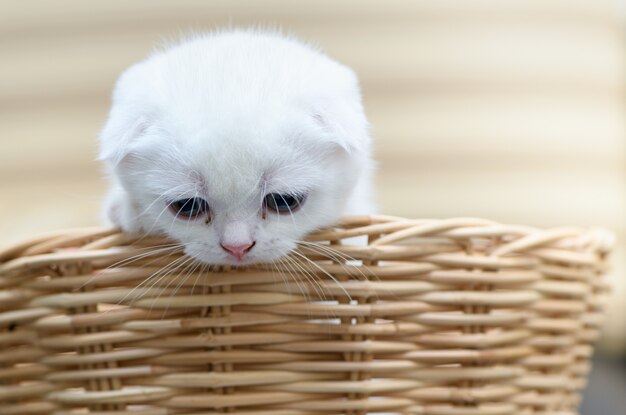 Süßes Scottish Fold Kätzchen stehender Korb,