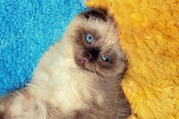 Süßes Seal Point Scottish Fold Kätzchen liegt auf einer blauen und gelben Decke