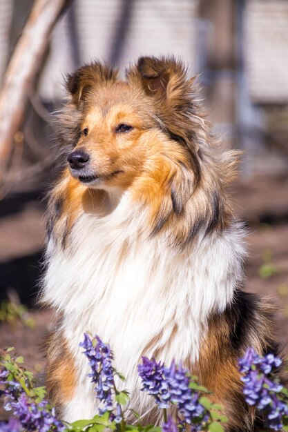 Süßes Sheltie mit Blumen