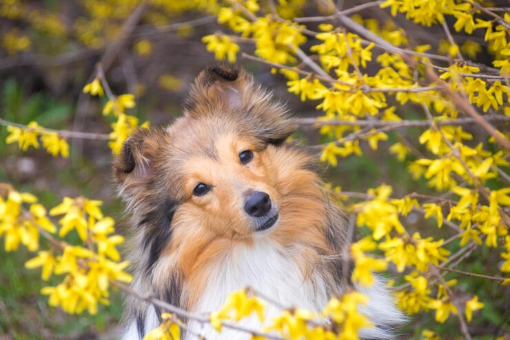 Süßes Sheltie mit Blumen